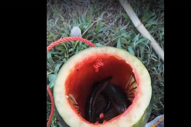 男子新奇用西瓜钓鱼