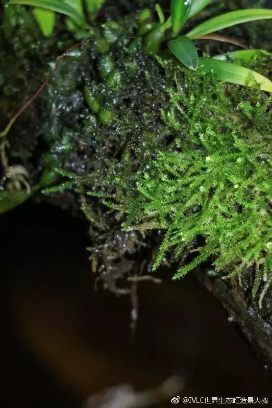 世界生态缸造景大赛：魔幻野性唯美的雨林缸大集会