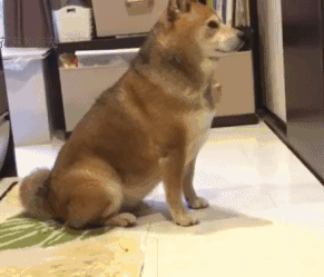 主人上厕所,柴犬乖乖在门外守着,柴柴一个动作真暖心