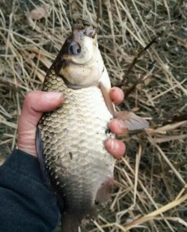 十二年钓鱼钓王野钓经验!讲解调漂、做窝技巧