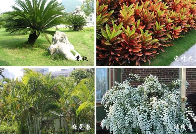六大风格庭院，植物配置全知道！|庭院|植物|灌木_新浪新闻