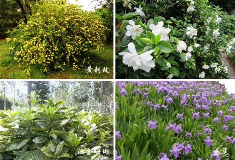 六大风格庭院，植物配置全知道！|庭院|植物|灌木_新浪新闻