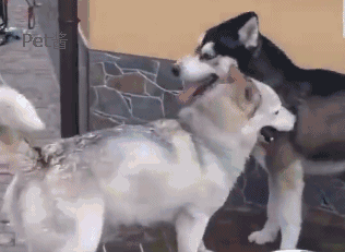 两只哈士奇准备打架,主人刚想去拉开它们,结果二哈却