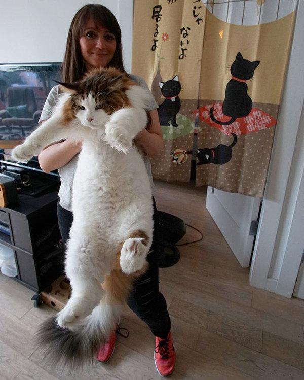 巨猫，一只可以吃到你破产的缅因猫