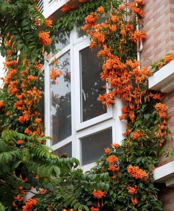 食虫植物 自然界的“动物杀手”...