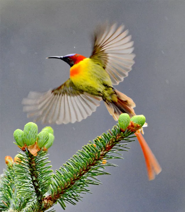高山杜鹃盛开 火尾太阳鸟带着小鸟学飞行:大自然的美妙你造吗?