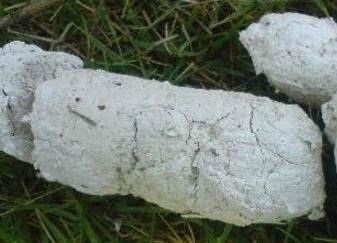 图解宝宝便便里的健康奥秘,这篇文章捏着鼻子