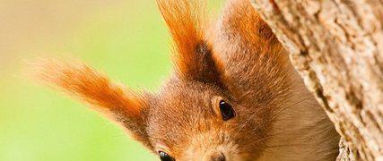 中国宠物猫排行榜_艾媒金榜|2021中国连锁宠物医院品牌排行榜TOP20