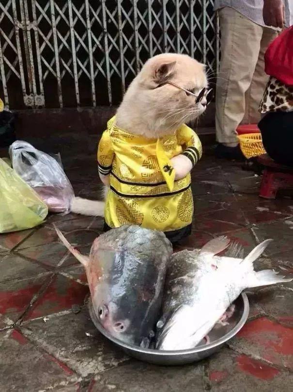 一只混迹越南街头的猫,陪主人街头摆摊卖鱼当吉祥物