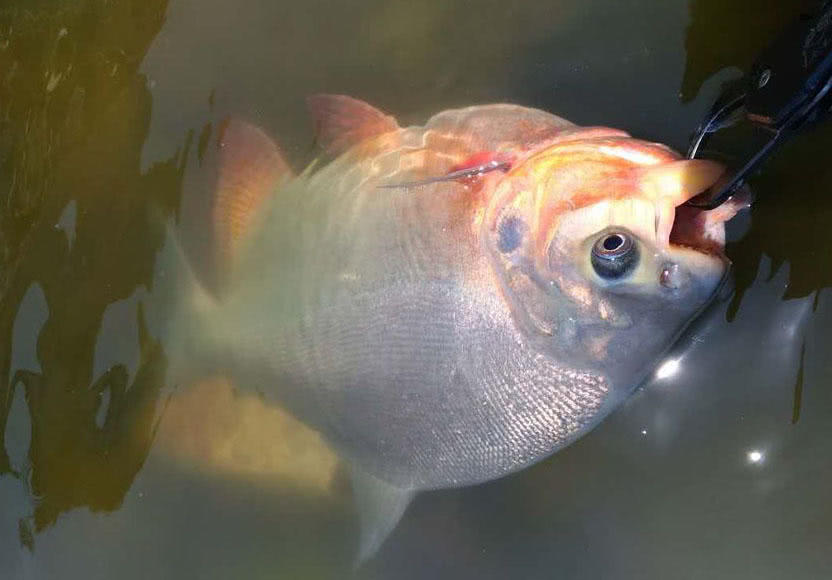 这白鲳鱼6元一斤,随便钓,有牙齿,非常凶猛,溜鱼