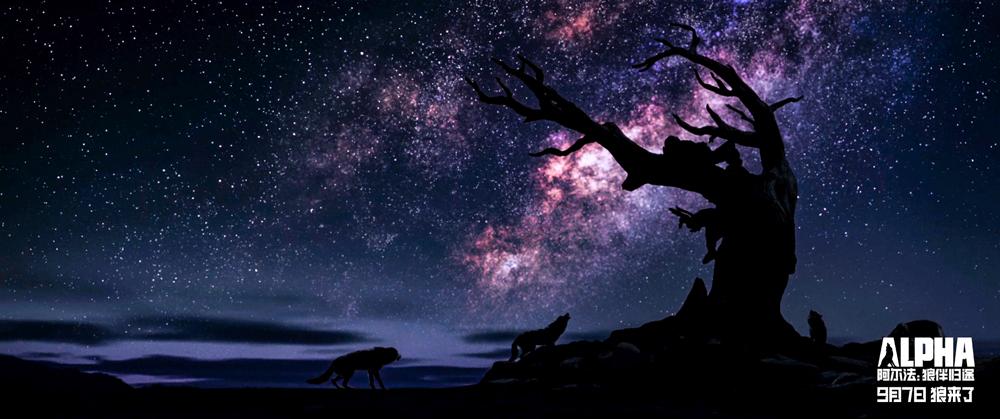 《阿尔法:狼伴归途》明日上映获众咖支持 吴秀波力荐史诗传奇