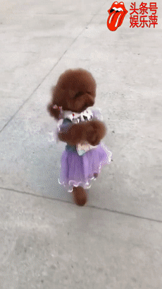 养狗老司机对泰迪黑转路,路转粉,泰日天其实很可爱