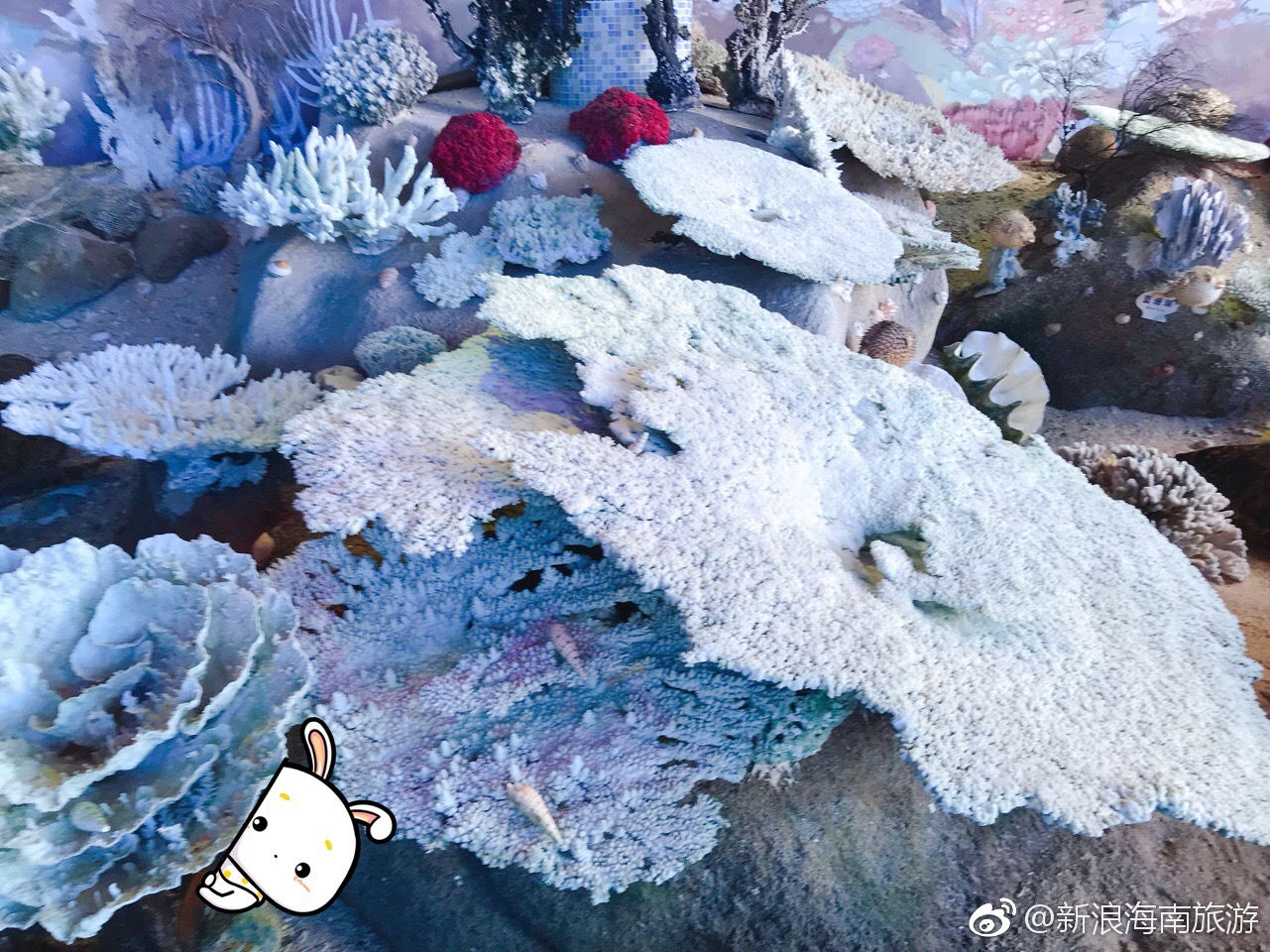 海南分界岛上的这个珊瑚馆，目前也是国内最大的珊瑚馆