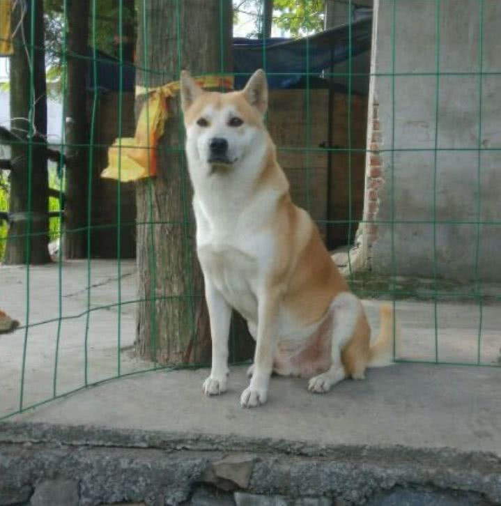 10块钱买了只小土狗，朋友看后都说是好狗，土狗中的极品