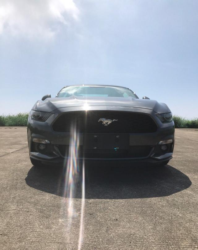 放纵不羁爱自由 我心中那匹Mustang