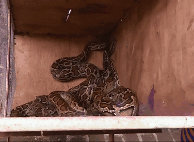 壁纸 动物 蜥 蜥蜴 400_293 gif 动态图 动图