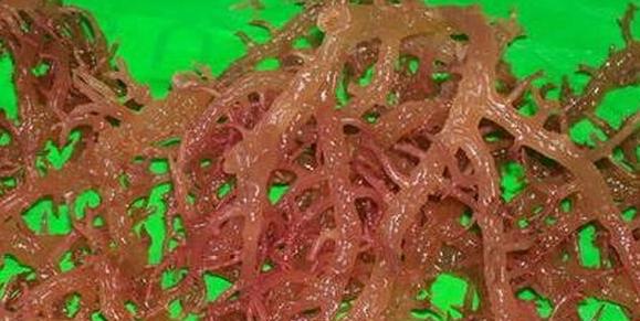 吃海鲜之石花菜