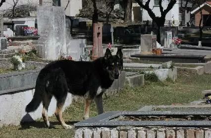 忠心狗狗墓旁守护主人10年,最近他们终于团聚