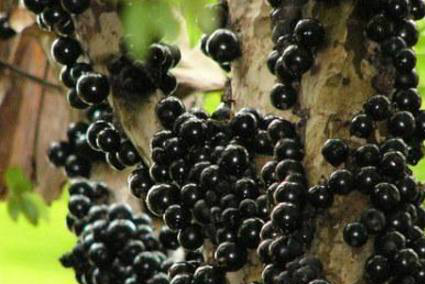 佛手柑闻起来有种柠檬和柑橘混合的香味,可以