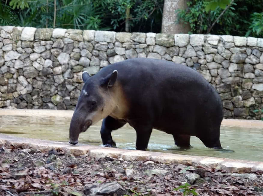 8个关于牙齿的知识,原来蜗牛有牙齿,鸡没牙齿