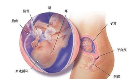 六大症状表示胎儿已入梃