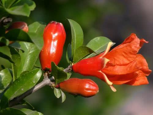 打造一个四季花开的院子,你需要这么做