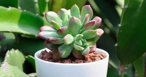 盆栽多肉红稚莲，这样养护，才能养出叶子变红的最佳状态!