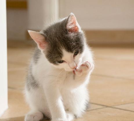 猫咪的小爪子到底有多可爱?看完总算明白了