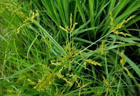野草,但是很多人并不,今天小良详细给大家讲解香附子的功效与作用吧