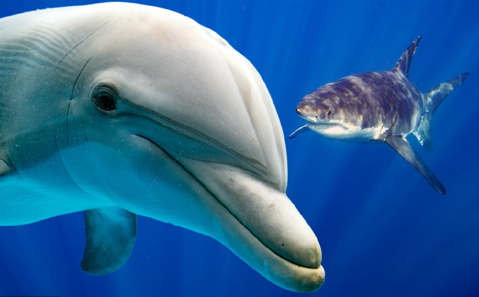 有人指鹿为马说,鱿鱼是鱼,海豚也是鱼,它俩真的