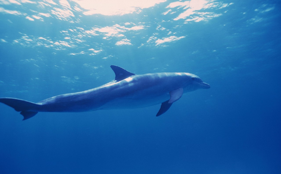 有人指鹿为马说,鱿鱼是鱼,海豚也是鱼,它俩真的
