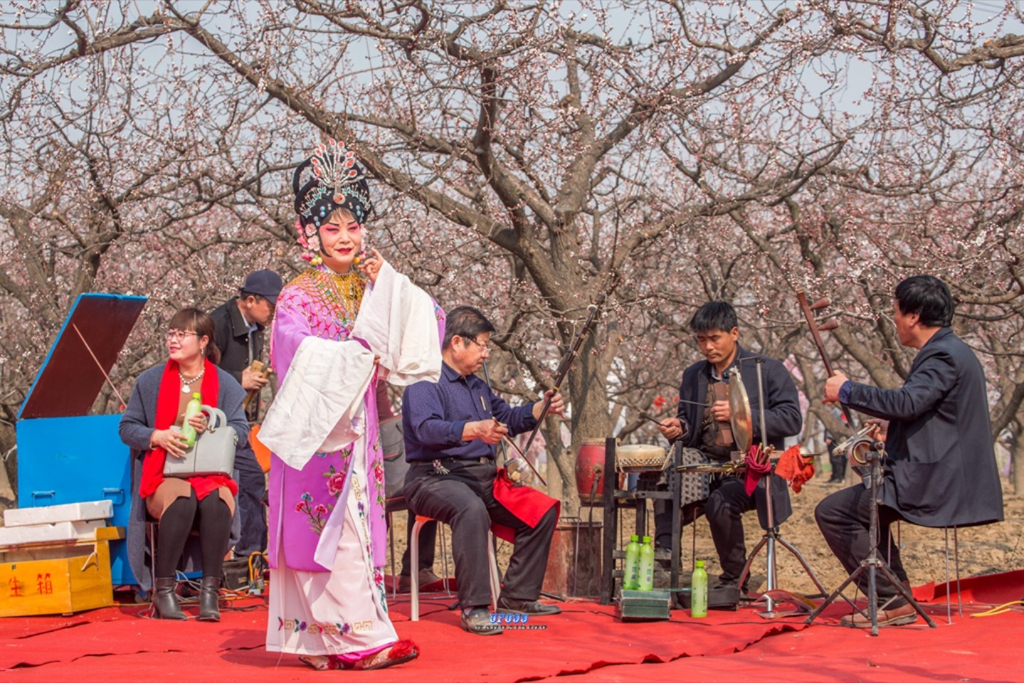 2018巨鹿五彩杏花节巨鹿万亩杏林花海惹得游