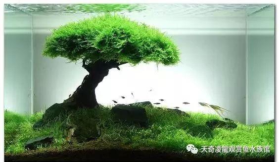 草缸造景原来还能这么玩?