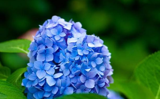 这15种蓝色的花见过5种算你厉害,见过10种请接受膜拜!