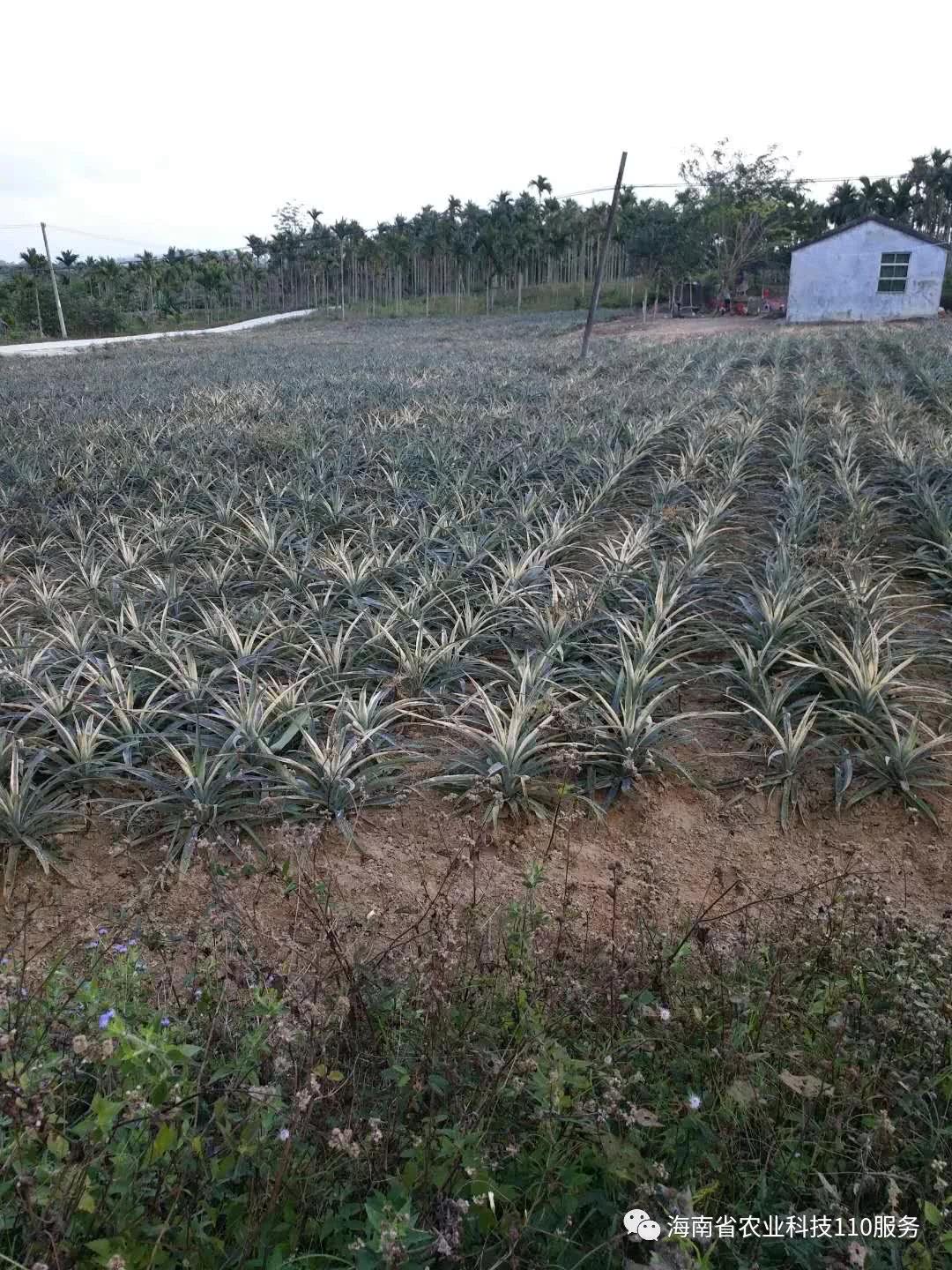 万宁计划投入2000多万元 推广菠萝优良新品种