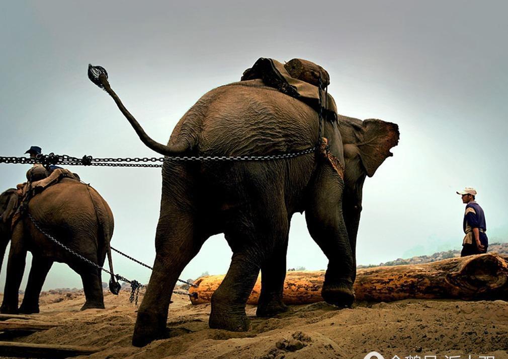 实拍: 震撼人心的象奴悲惨真实现状(图)