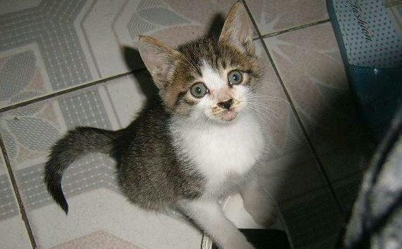 流浪猫被收养几天后,它的本性毕露让我好喜欢