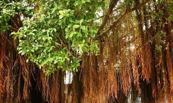 以后看到榕树须一定要摘一点,它的作用真不小