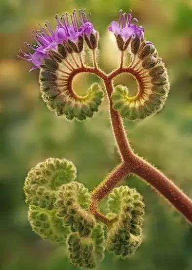 奇花!奇花!太罕见了，一辈子难得见一回