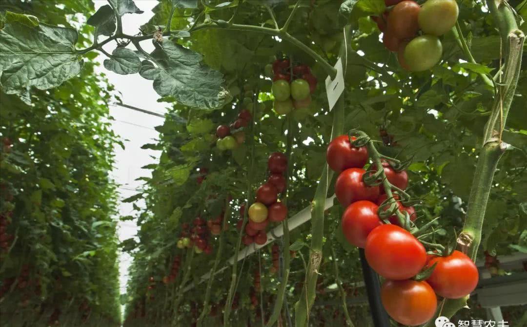 天呐,番茄原来还的可以这样种植,简直太漂亮了,不忍下口!!