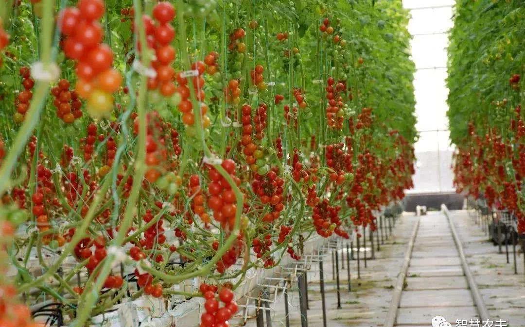 天呐,番茄原来还的可以这样种植,简直太漂亮了,不忍下口!!