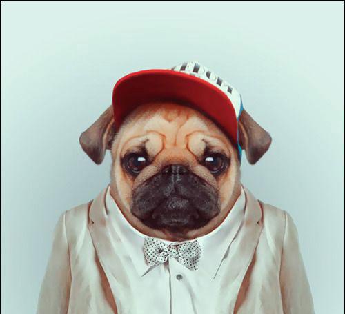 据说现在做宠物生意的都发财了,人不如狗来看看怎么靠宠物赚钱