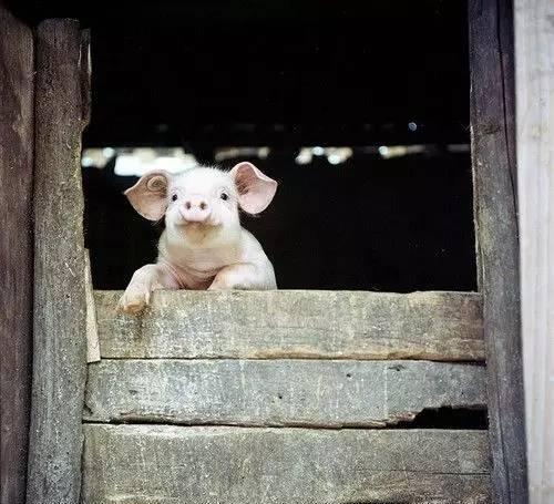 一头猪写给中国消费者的遗书