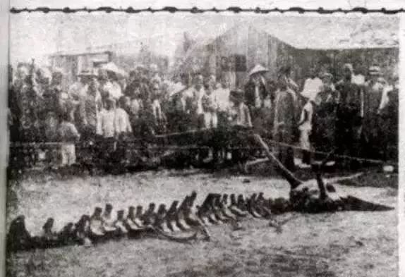 1937年营口坠龙事件到底是不是真的?为什么当