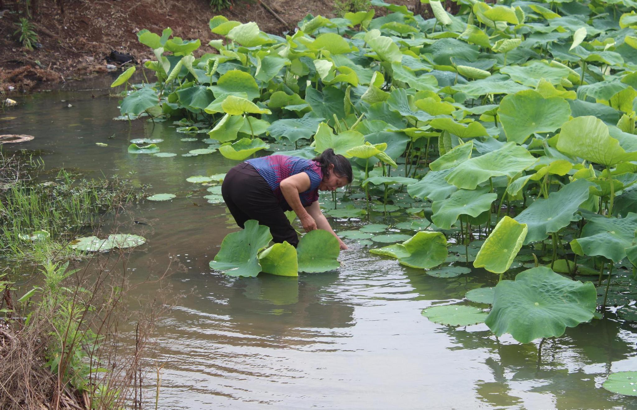 过水是什么意思 f698-heauxvz2529790.jpg