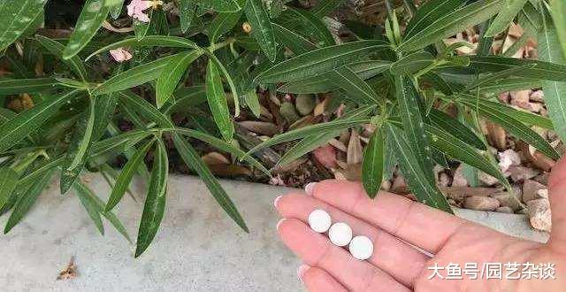 用阿司匹林养花竟然这么多好处, 花友们赶紧学