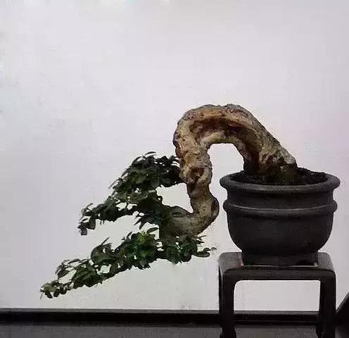 盆景造型最重要的阶段~主干蓄枝的技巧