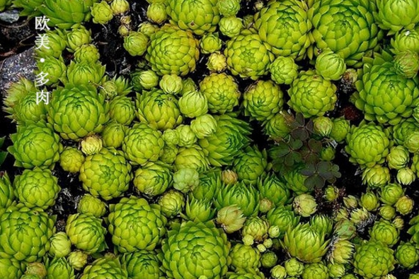 欧美多肉植物美图欣赏-出状态美到爆
