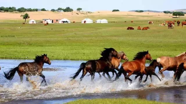 但所有参赛马匹均为白马的比赛,只有在白马之乡西乌珠穆沁大草原上