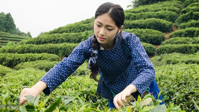 我国农村未来的发展趋势,预料之中还是意料之